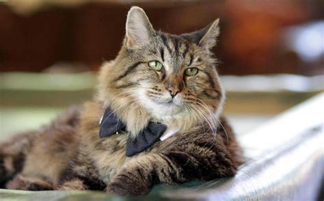 Meet The World’s Oldest Cat Aged 26 Who Was Adopted From A Shelter