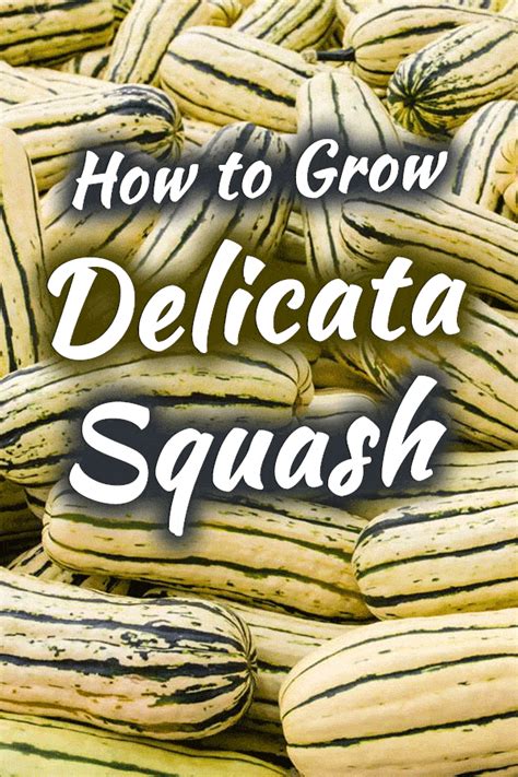 20 Delicata Squash Planting Andreaconstance