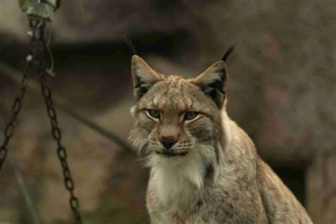 24 Interesting Facts About Bobcats Fierce And Fuzzy Amazing Facts Home