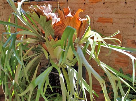 An Orange Flower In A Green Planter Next To A Brick Wall