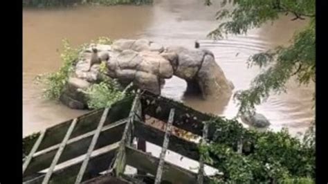 Sea lion escapes its enclosure in NYC zoo amid heavy rain and flooding ...