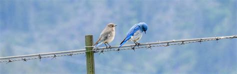 Mountain Bluebird Status Update Nestwatch