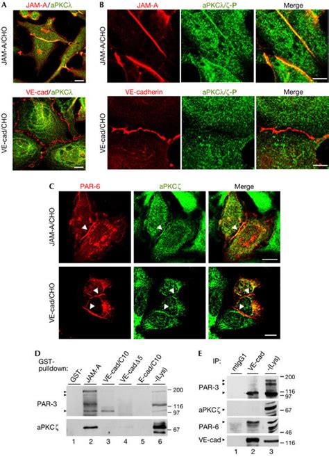 A Distinct Par Complex Associates Physically With Ve Cadherin In