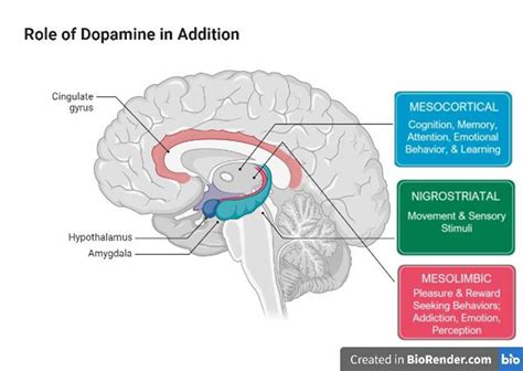 The Role Of Dopamine In Youth Addiction Unraveling The Neurochemical