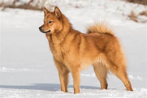 Finnish spitz: Dog breed characteristics & care