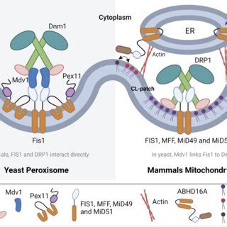 Membrane Constriction And Scission Steps Of Peroxisomal And