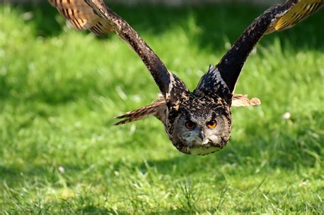 Fascinating wildlife in the Alps | SloveniaAlps.com