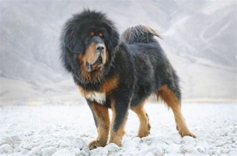 Tibetan Mastiff Vs Rottweiler Breed Comparison Mydogbreeds