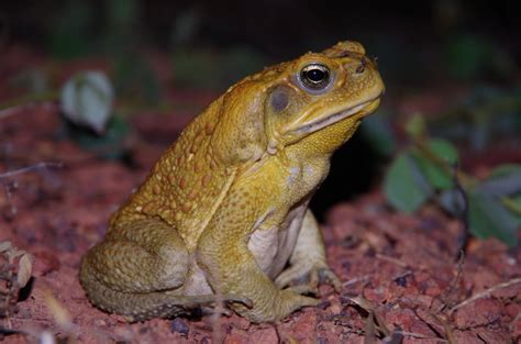 Cane Toads Are Reluctant Warriors When It Comes To Oozing Toxin The