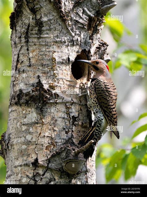 Northern Flicker bird close-up view building its nest house in its ...