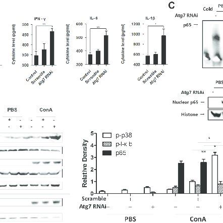 Atg Knockdown Extravagantly Activated P And Nf B Signaling In