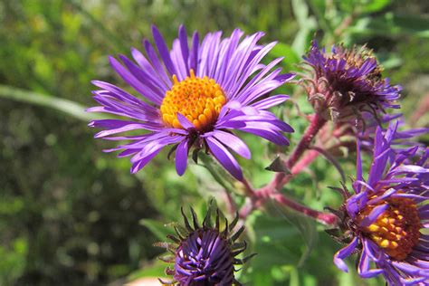 New England Aster | Illinois Pollinators