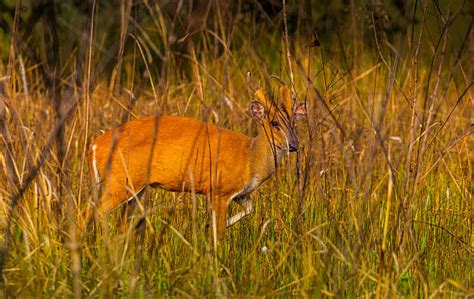 Trapped Deer Stock Photos Pictures And Royalty Free Images Istock