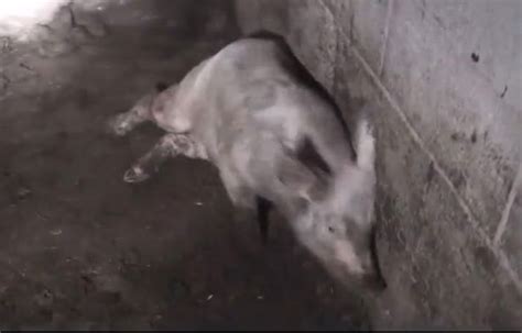 Semi Paralysed And Slumped In Their Own Waste Yet These Pigs Live On A