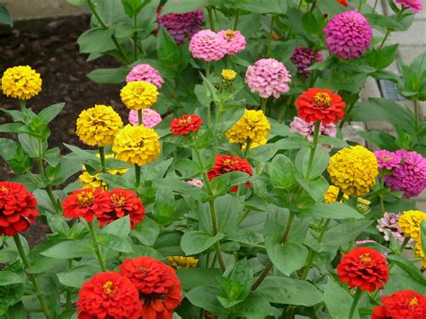 Zinnias How To Plant Grow And Care For Zinnia Flowers The Old