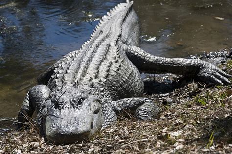 Facts About The Largest Alligator Ever Recorded Thatll Blow You Away