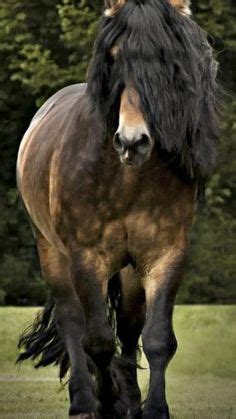 10 Brown friesian horse ideas | коні, тварини, фото коней