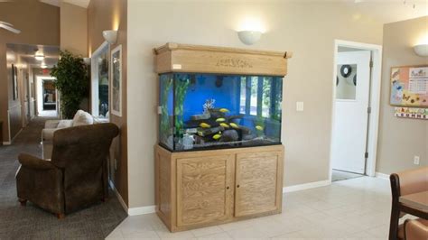 indoor fish tank setup