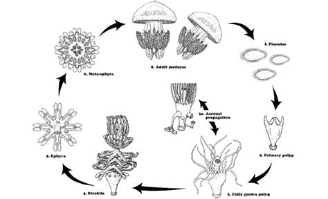 The Life Cycle Of The Scyphozoan Rhizostoma Pulmo Which Is Typical For