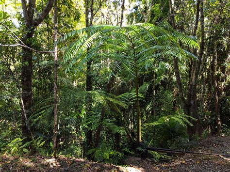 Angiopteris evecta | Ferns and Lycophytes of the World