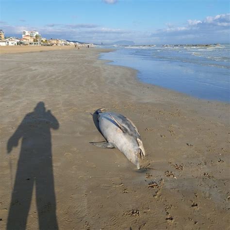 Delfino Morto Lungo La Spiaggia A Civitanova Civitanovalive