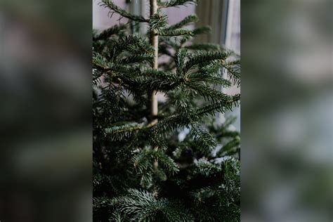 Allegheny County To Launch Christmas Tree Recycling Program On