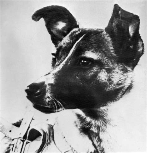 Remembering Laika, the First Space Dog That Went on a Journey Without a ...