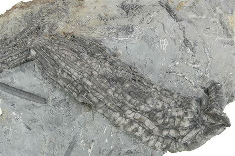 Fossil Crinoid Plate Two Species Monroe County Indiana