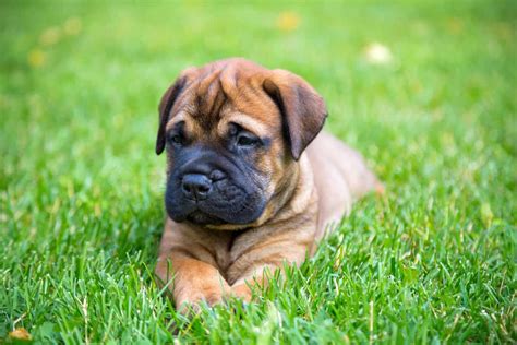 Bullmastiff Z Chter Mit Welpen In Der N He Liste Hunde De