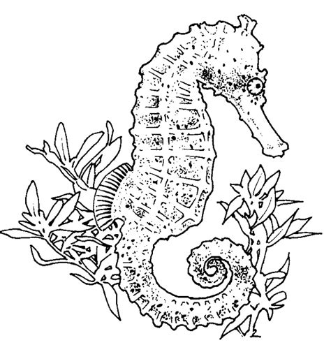 Realistic Ocean Animals Coloring Pages Animal Big