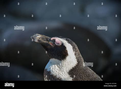 african penguin colony Stock Photo - Alamy