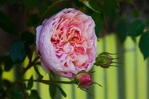 Rose Desdemona Depois Da Chuva Uma Rosa Inglesa De David Austin Foto