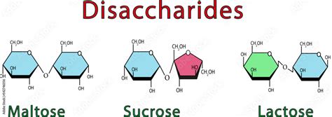 Vetor De Illustration Chimique Des Disaccharides Maltose Sucrose Et