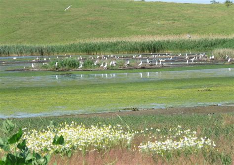 Tulcea Zonele S R Turi Murighiol Lacul S Rat I Din Apropierea