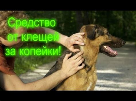 Как изготовить дешевое средство от клещей! Защита от клещей! - YouTube