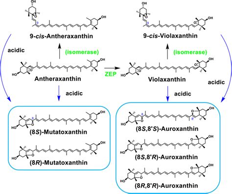 Feasible metabolic routes of antheraxanthin and violaxanthin in ...