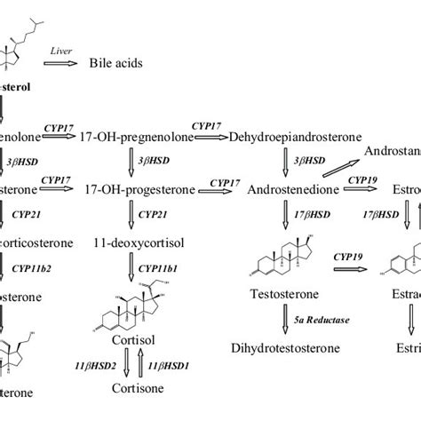 Biosynthesis of steroid hormones in the cholesterol pathway. | Download ... 