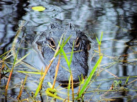 Everglades Alligators Alligator - Free photo on Pixabay - Pixabay