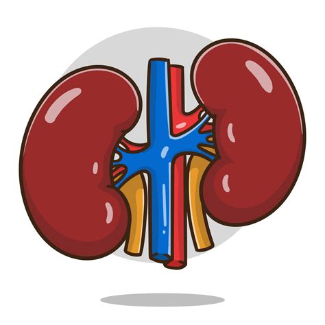 illustration of cartoon kidneys organ good for education, banner, healthy icon. 15867093 Vector ...