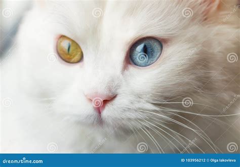 Gato Blanco Del Angora Con Diversos Ojos Azules Y Amarillos Foto de archivo - Imagen de angora ...