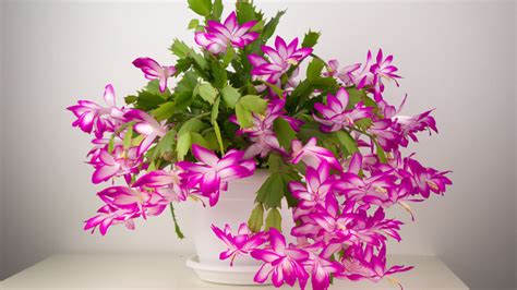 Heres How Often You Should Be Watering Your Christmas Cactus