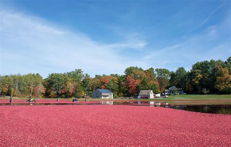 Carol's View Of New England: Cranberry Bog Harvesting