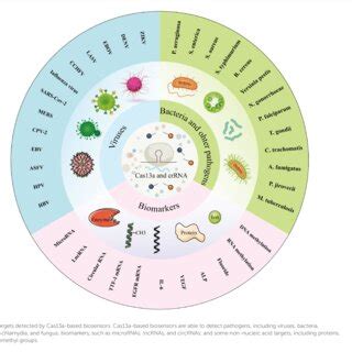 CRISPR/Cas13a-based biosensors for various targets. | Download ... 