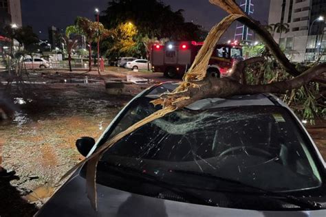 Fotos Árvore cai em cima de carro estacionado no Plano Piloto Metrópoles