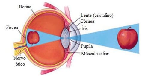 Olho Humano Anatomia E Como Funciona Toda Mat Ria