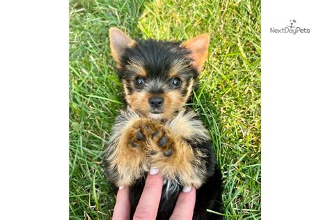 Yorkie Yorkshire Terrier Yorkie Puppy For Sale Near Chicago