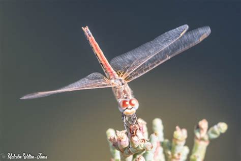 Red Veined Darter Project Noah