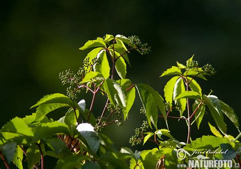 Psí víno | Naturfoto.cz