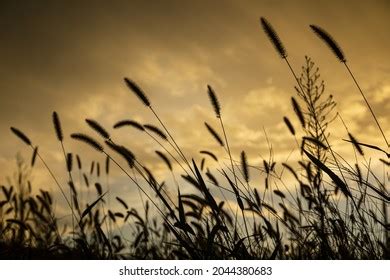 Pussy Willow Silhouette Images Stock Photos Vectors Shutterstock