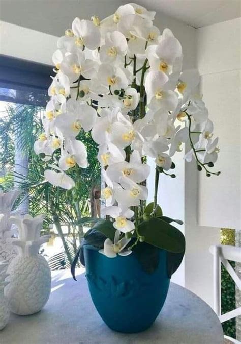 Comment Faire Refleurir Une Orchid E Astuces Simples Et Efficaces